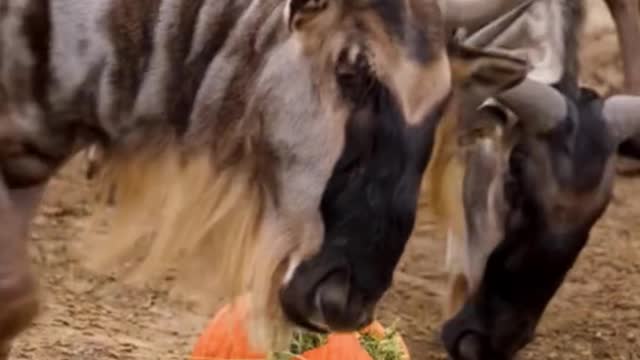 The reaction of various animals to the pumpkin