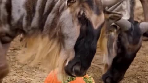 The reaction of various animals to the pumpkin