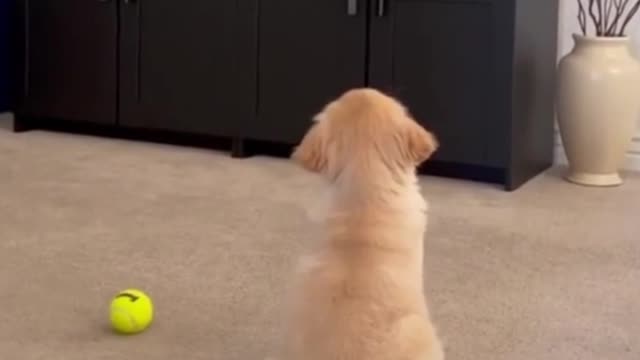 Do you know why it's sitting still?
