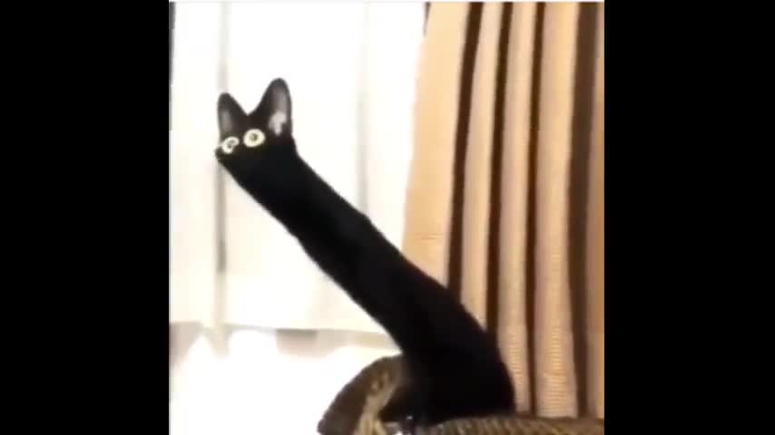Cat is broken