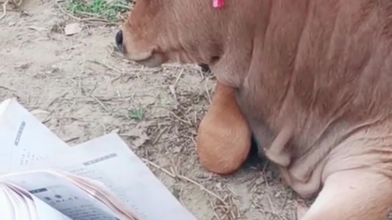 #FunnyCow#funnyanimals#funnyvideos