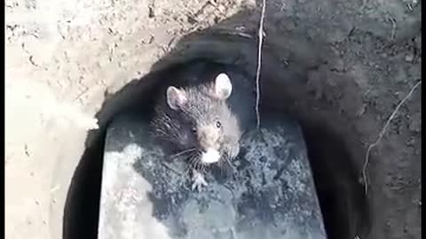 Rodent Goes After Man Holding Shovel