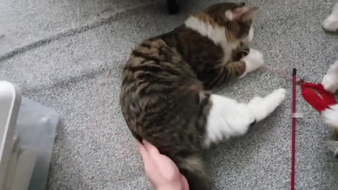 Human hand will be bitten