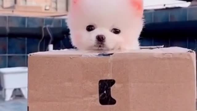 Adorable cutest puppies