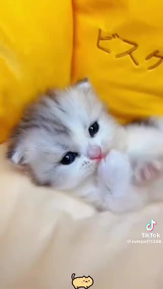Cute cat kittens funny videos animals