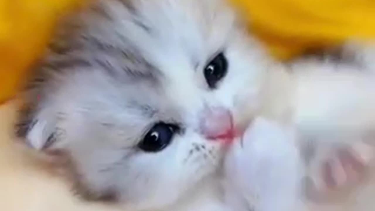 Cute cat kittens funny videos animals