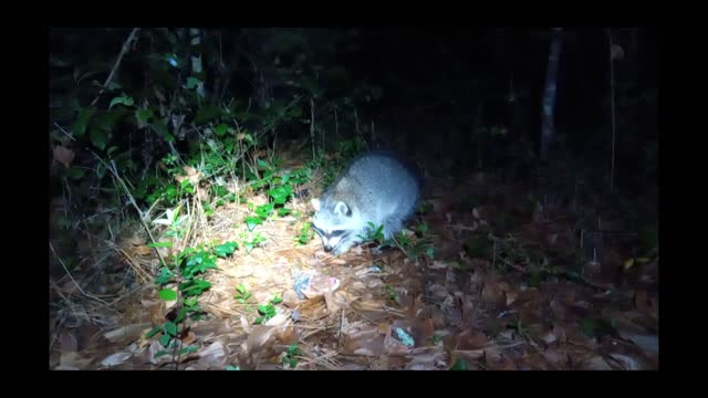 Raccoon Steals Hamburgers Off Grill