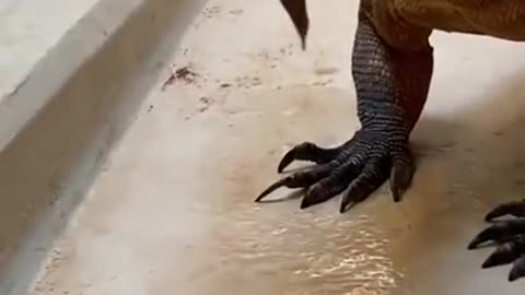 Komodo dragon eating rabbit