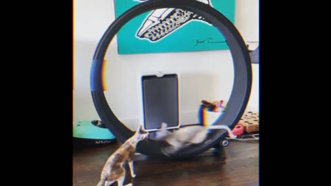 Cat gracefully lands flip after running on hamster wheel