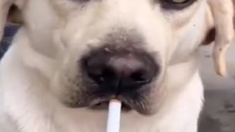 Very funny chill video dog