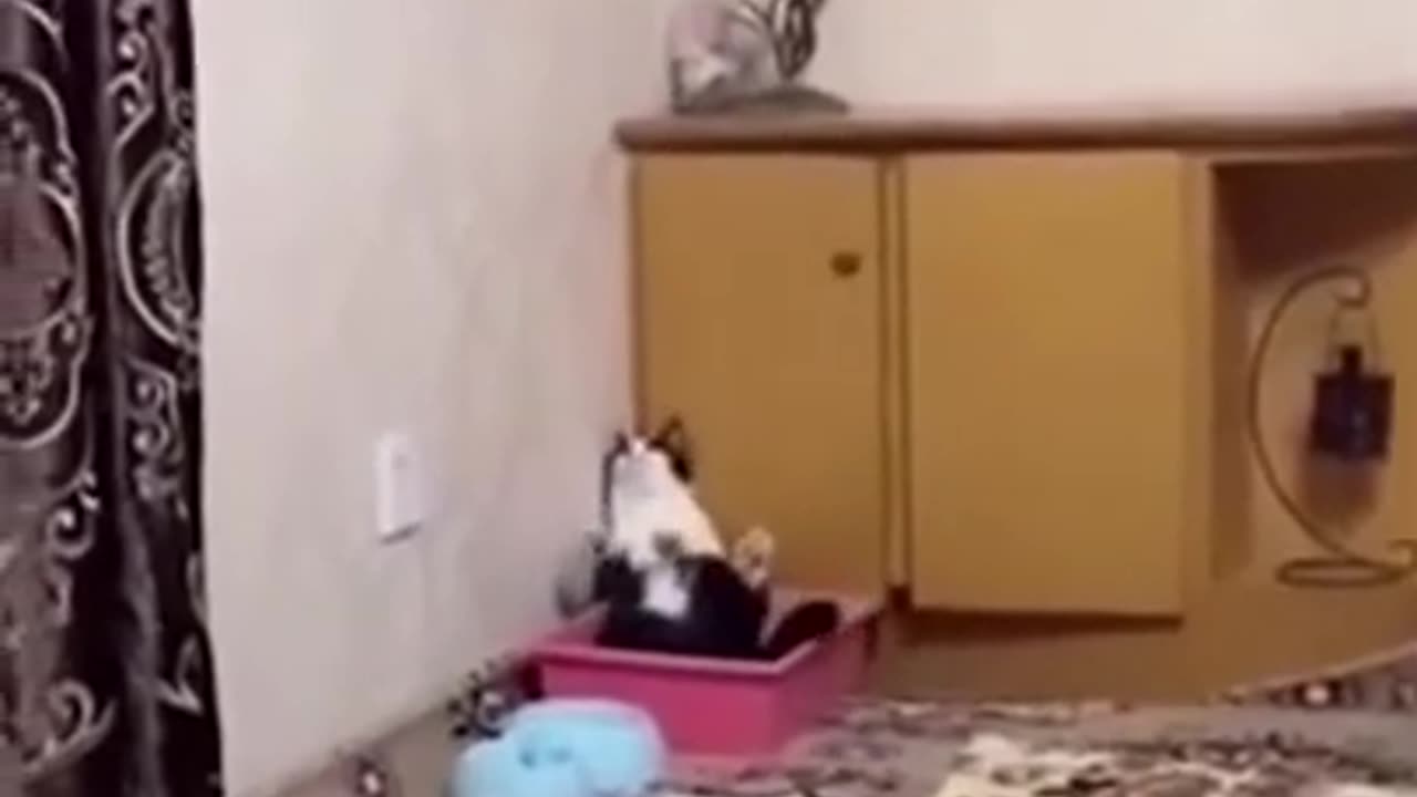 funny animal videos