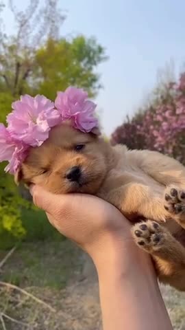 Funny dogs comedy...