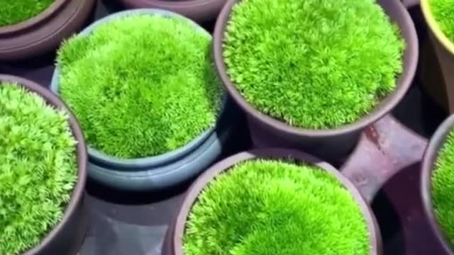 It makes me happy to see these plants