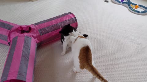 Cats love to play fight!