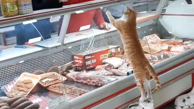 Butcher Gives Visiting Kitty a Generous Treat