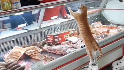 Butcher Gives Visiting Kitty a Generous Treat