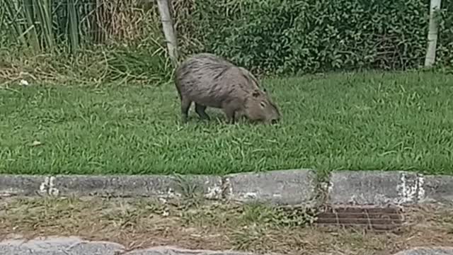 Capi Vara