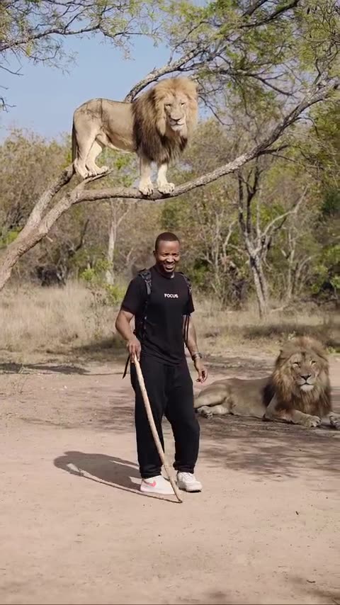 Some Africans Have Big Balls #lions #wildlife #animals #anime