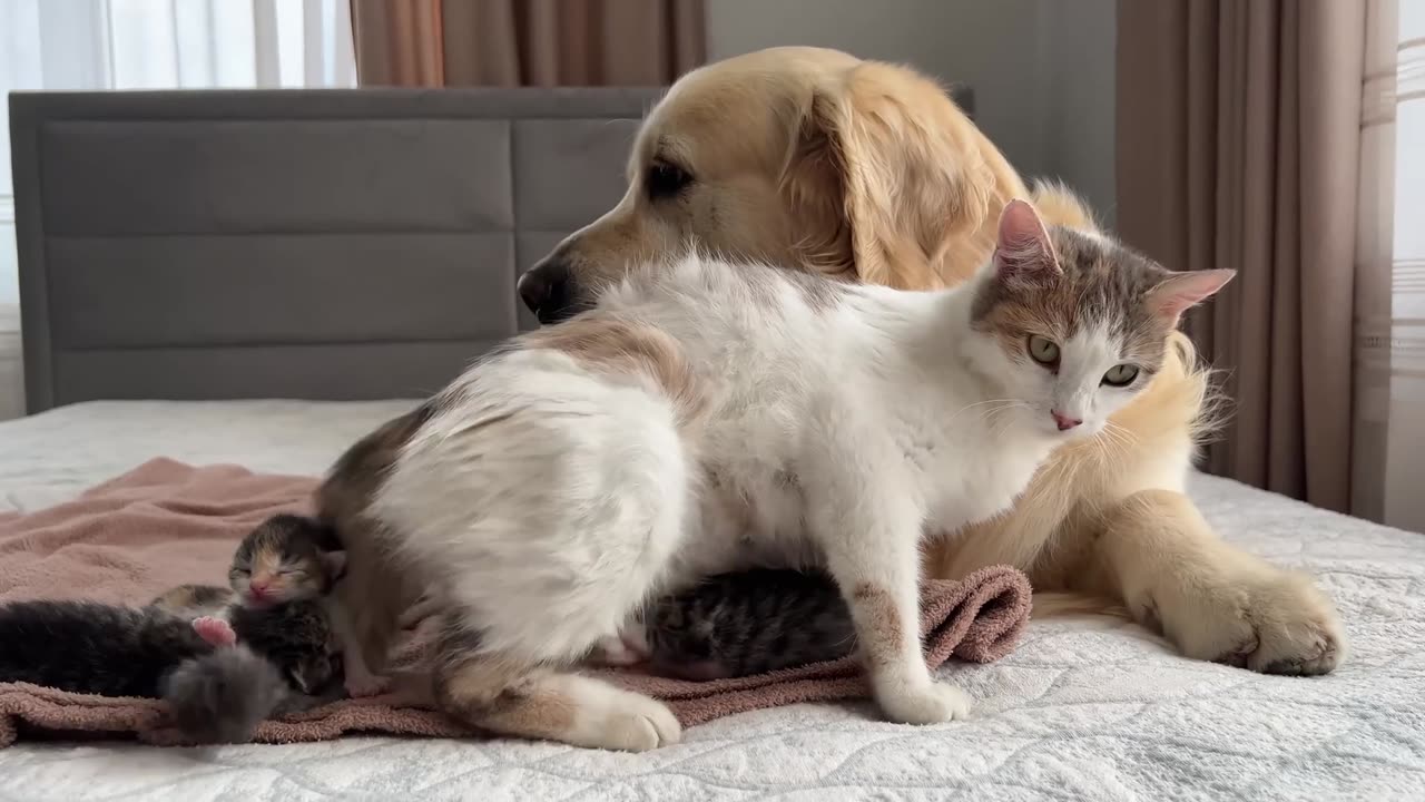 How the Golden Retriever and New Tiny Kittens Became Best Friends [Cutest Compilation]