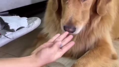Dog funny video short