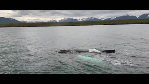 Outdoor aerial photography, documenting American sea whales out of the water