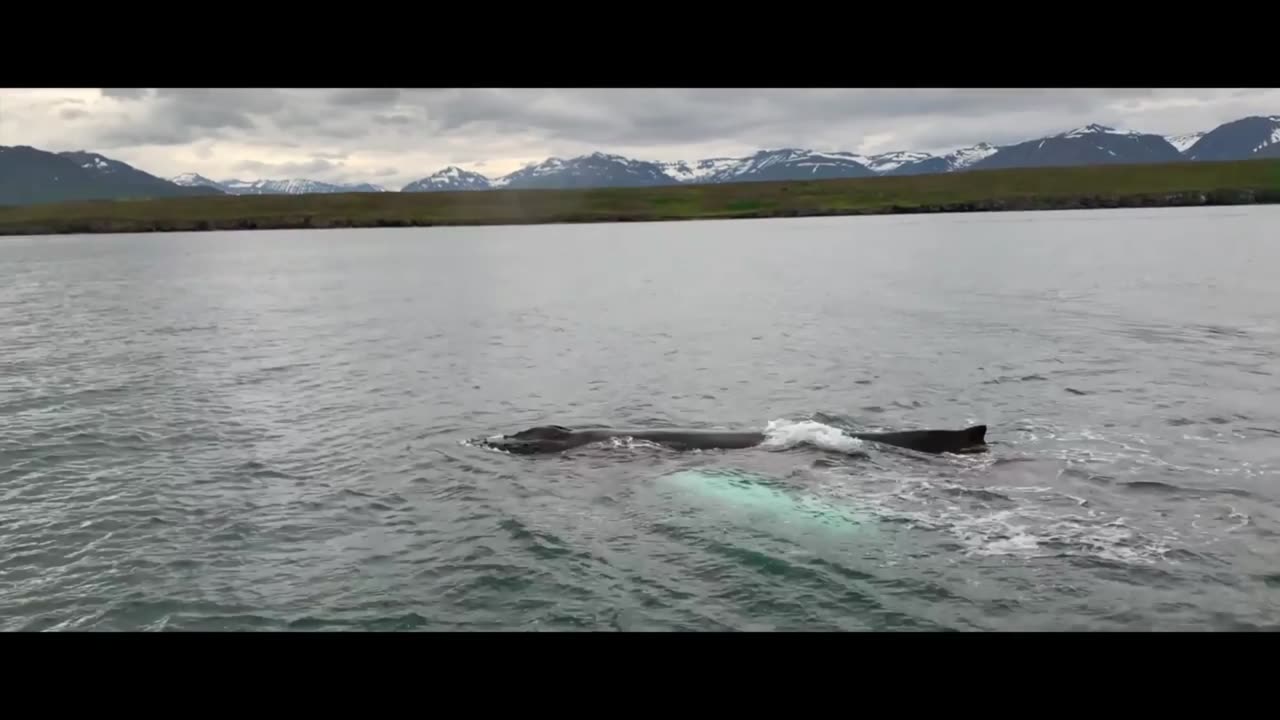 Outdoor aerial photography, documenting American sea whales out of the water