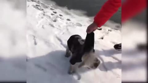 Cute Dog And Baby Cat Funny Video