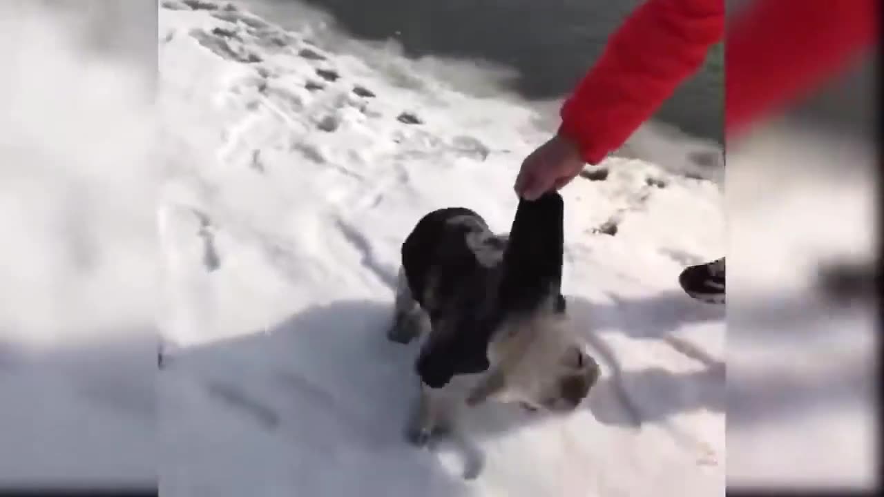 Cute Dog And Baby Cat Funny Video