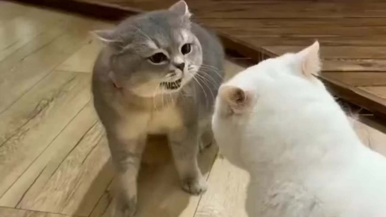 Two cats 🐈 talking with each other. Funny 😁