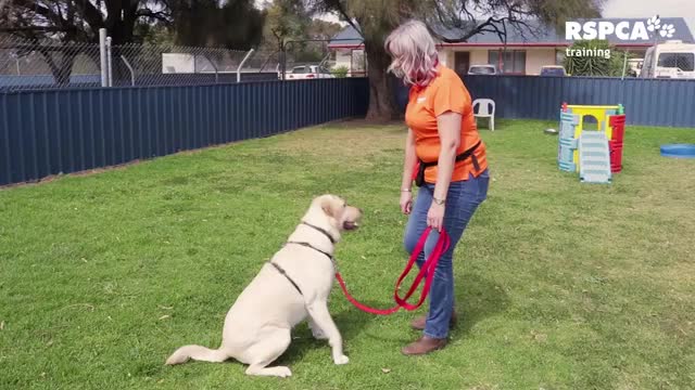 Free dog training series lesson how to teach your