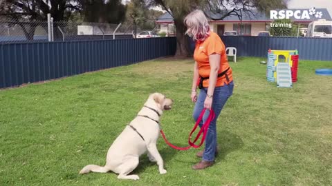 Free dog training series lesson how to teach your