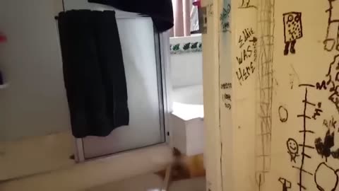What Can't Cats Walk On? #4