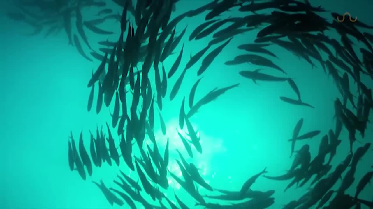 TUNA TORNADO - Huge Swarm of Jack Fish Dwarf Scuba Diver