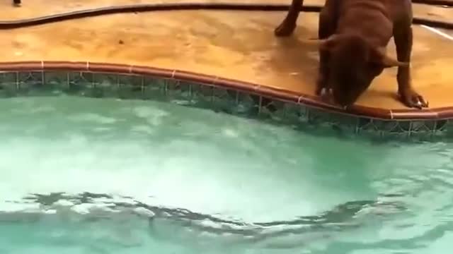 Dog Barks at Robotic Pool Cleaner and Tries to Catch it