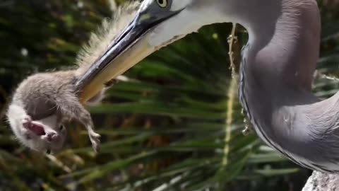Heron eats up squirell
