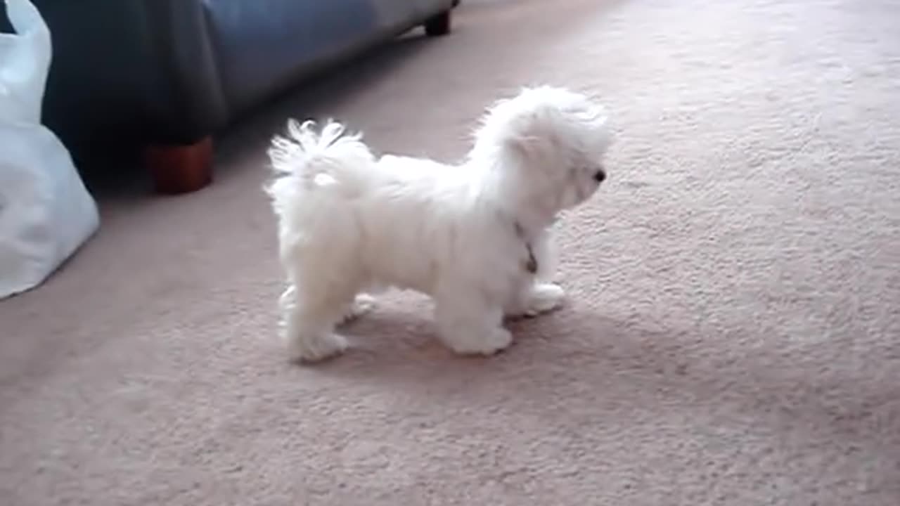 Teddy - Our New Maltese Puppy