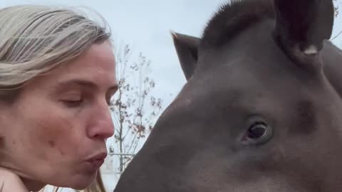 Tapir Kisses