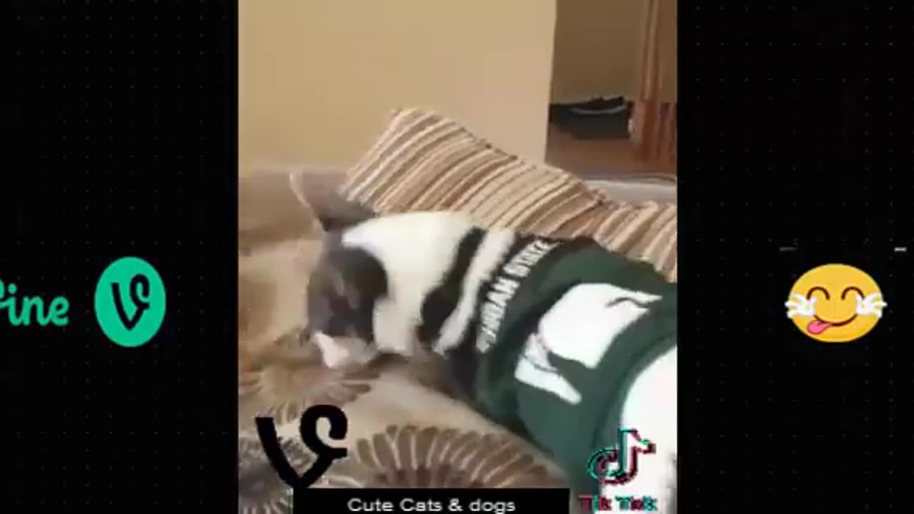 Best Funny Animal Videos Of The 2023 🤣 - Funniest Cats And Dogs Videos 🐓Singing cock🐓 Funny cat & dog videos 😍