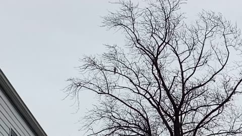 Red tail hawk