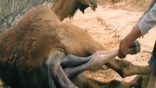 Difficult birth - Camel gives birth on the way home