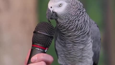 Parrot speaks