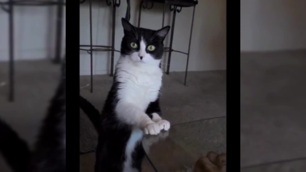 Cat video comedy