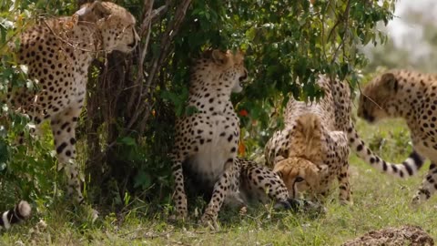 Cheetahs - Africa's Fastest Hunters Free Documentary Nature