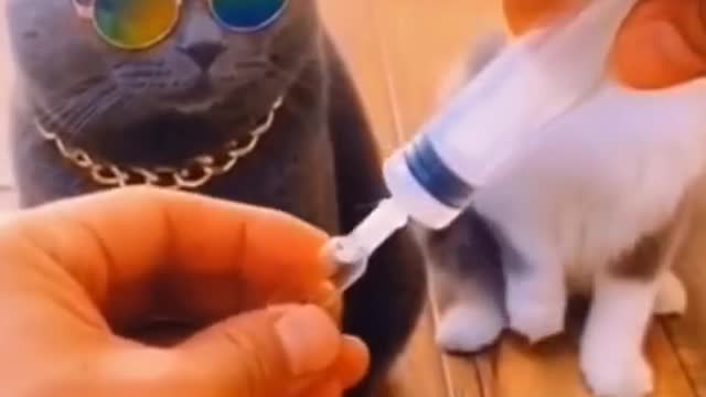#funny #cute ❤ #dogs and #cats 🐶🐱 part 13