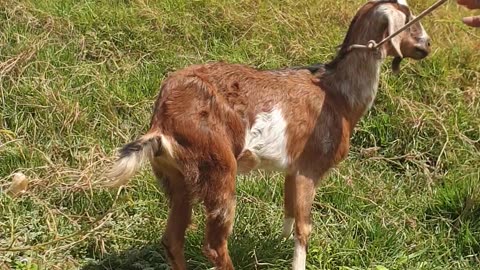 brown goat, beautiful