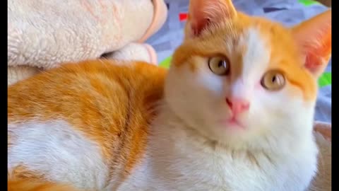 #cute cat video #catvideo #video #viral #treaning #cute #shorts #shortvideo