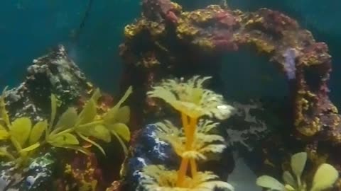 beautiful guppy fish in the aquarium