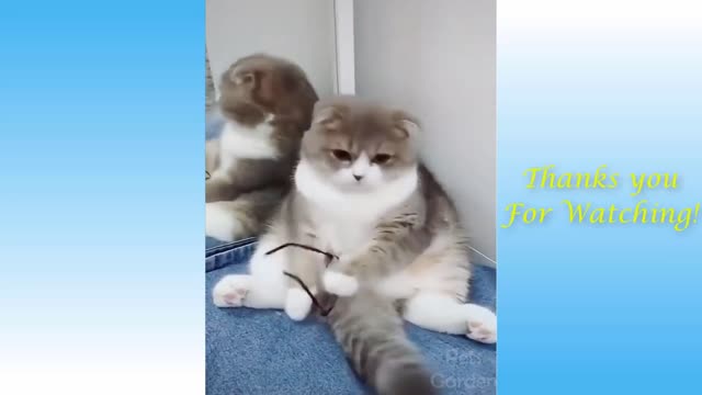 funny cats vedio