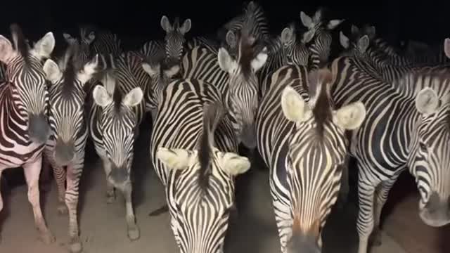 What wildlife are zebras up to at night