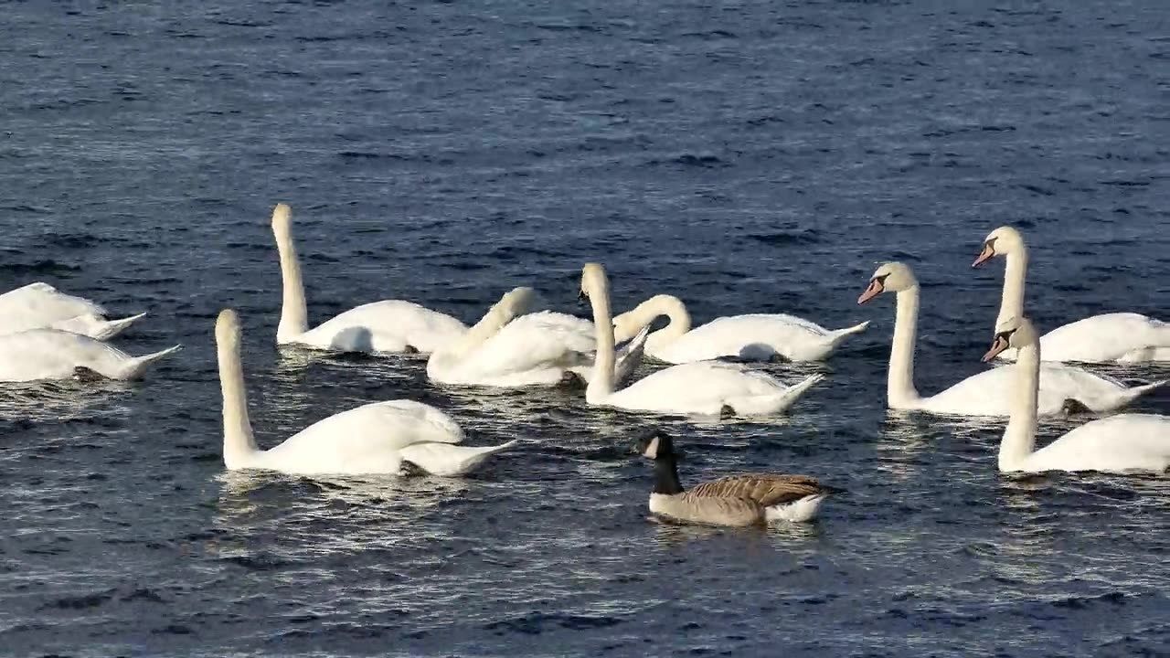 Swan and ducks on the lake